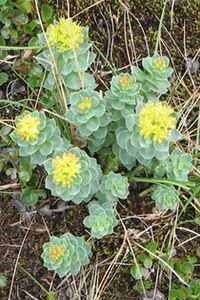 Rhodiola rosea - medicul de plante medicinale