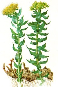 Rhodiola rosea - medicul de plante medicinale