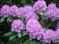 Rhododendron acoperă sissy pentru iarnă
