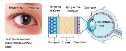 Рогівка ока - будову і функції, діагностика і захворювання - сайт - московська офтальмологія