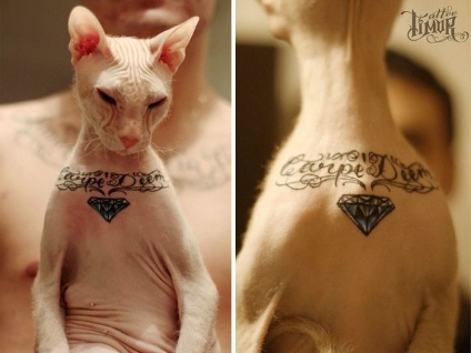 Artistul rus a șocat publicul mondial făcând 4 tatuaje ... pisica lui - factum