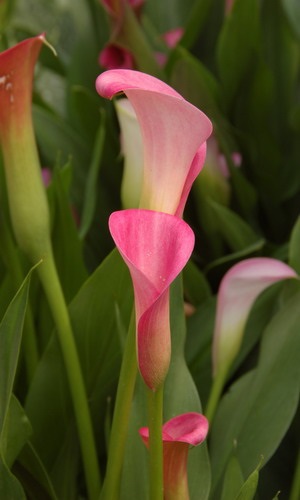 Roza calla în fotografie și locul de naștere al plantei calla cum se face un buchet de calla