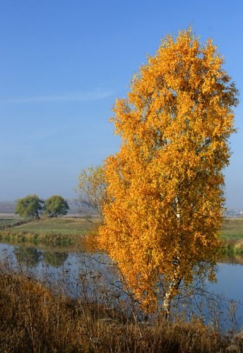 Orosz nyírfa - perunitsa