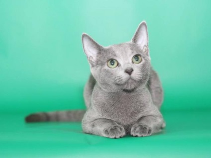 Руската Blue - порода котка снимки, описание, характеристики, размера, характера, дължина на косата,