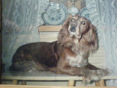 Spaniel rusesc (vânătoare)