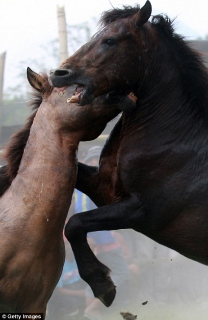 Ru a interzis luptele cu cai
