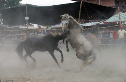 Ru a interzis luptele cu cai