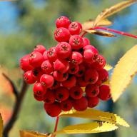 Rowan Red