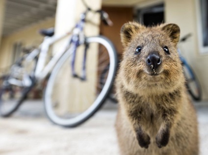 Cele mai populare animale de pe Internet