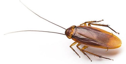 Cele mai nastice insecte bug-uri de casa, gandacii, paianjeni, furnicile
