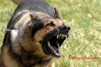 Auto-apărare împotriva atacului de câine