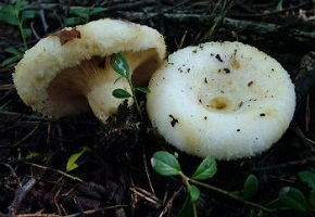 Ciuperci comestibile din Siberian și Ural