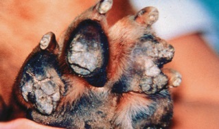 Hiperkeratoza familială a tampoanelor de degete de câini, veterinar