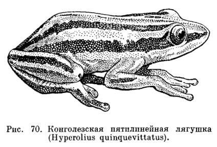 Familia de copepods (polypedatidae) este