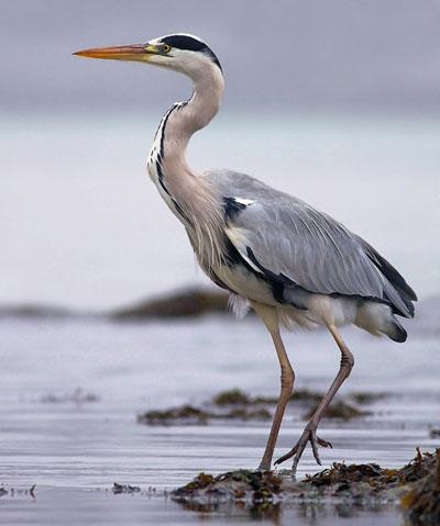 Gray Heron