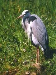 Gray Heron 1