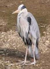 Gray Heron 1