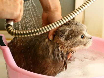Șampon pentru purici pentru pisici și pisoi