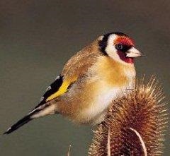 Goldfinch - conținut în biologie de origine, ecologie, reproducere, comportament, nutriție, dușmani, kruk