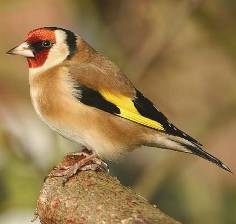 Goldfinch - conținut în biologie de origine, ecologie, reproducere, comportament, nutriție, dușmani, kruk