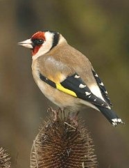 Goldfinch - conținut în biologie de origine, ecologie, reproducere, comportament, nutriție, dușmani, kruk