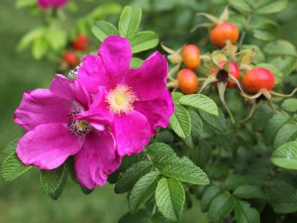 Rosehip nu este doar o decorare în grădină, ci și un vindecător - fotografii cu exemple