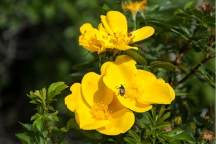 Rosehip nu este doar o decorare în grădină, ci și un vindecător - fotografii cu exemple