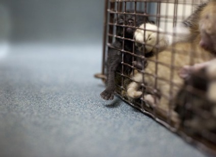 Articol surprinzător despre adăposturi pentru animale din Statele Unite (25 de fotografii) - trinitate