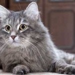 Siberian pisica fotografie și caracteristicile rasei, bailis, natură, întreținere și îngrijire, boli, standard