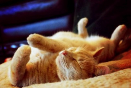 Câte ore are somnul pisicii, pisica roșie