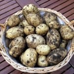 Cât de mult și ce legume să crească în țară - Viena dacha