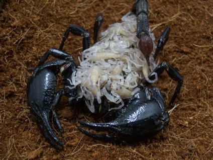 A skorpiók az arachnidok osztályából származó állatok egy csoportja