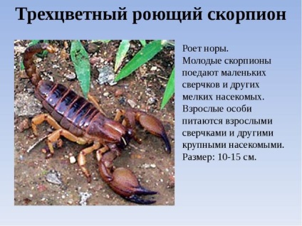 Scorpionii sunt un grup de animale din clasa de arahnide