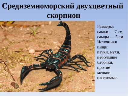 Scorpionii sunt un grup de animale din clasa de arahnide