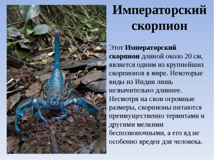 Scorpionii sunt un grup de animale din clasa de arahnide