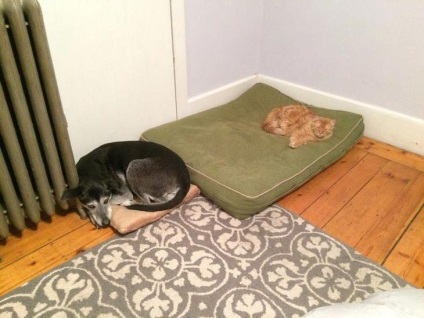 Imagini amuzante de pisici și câini care nu știu cum să folosească paturi