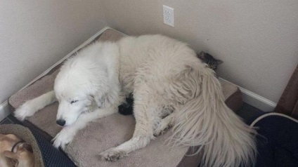 Imagini amuzante de pisici și câini care nu știu cum să folosească paturi