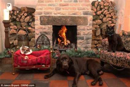 Câine de fermă! Familia se confruntă cu un eșec epic din cauza cărții de Anul Nou, pe care se află