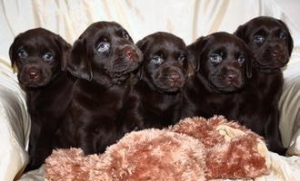 Dog-Labrador oferă îngrijire pentru rasă și pentru animale de companie