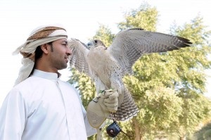 Falconry művészet, átélte a korszakokat, kalandvilágot