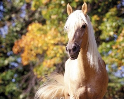 Horsetail of cai fotografie, descriere - site despre cai