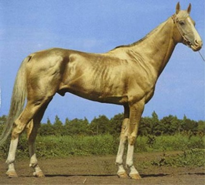 Lovak lófaragása fotó, leírás - lovakról szóló site