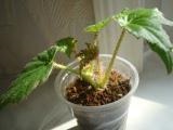 Sos - begonia inundată - plante de interior și flori - un forum pe