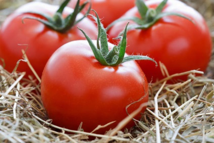 Modalități de depozitare pe termen lung a tomatelor, 6 hectare