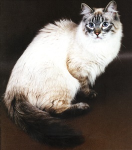 Comparația Siberianilor cu alte pisici de tip pădure