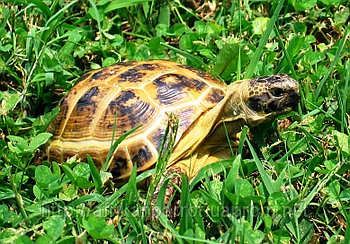 Broască țestoasă din Asia Centrală