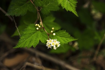 Stefanandra fotografie, plantare și îngrijire