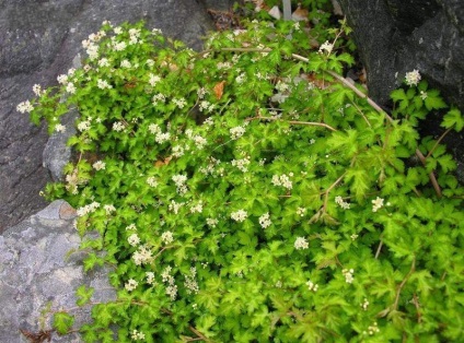 Stefanandra fotografie, plantare și îngrijire