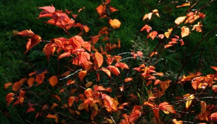 Stefanandra fotografie, plantare și îngrijire