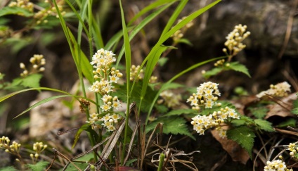 Stefanandra fotografie, plantare și îngrijire